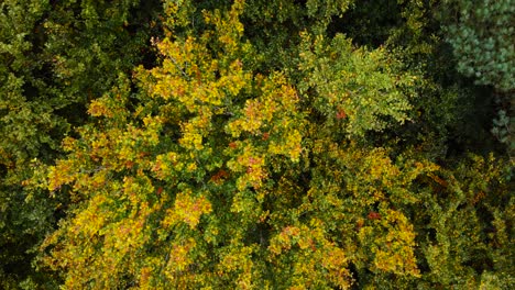 Thetford-Forest:-Colorful-Tree-Leaf-at-Autumn---Top-Down-Aerial-Ascending-Drone-Rotation-Shot