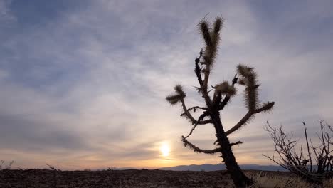 A-colorful-sunset-over-the-barren-landscape-of-the-Mojave-Desert-with-a-Joshua-tree-in-the-foreground---time-lapse
