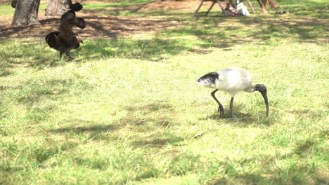 Following-ibis-bird-as-they-peck-at-the-ground-in-nature-reserve