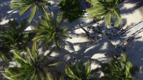 Palm-trees-on-tropical-white-sand-beach-blown-by-wind,-overhead
