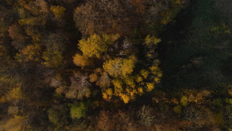 Aerial-view-of-treetops-during-autumn-orange-colors
