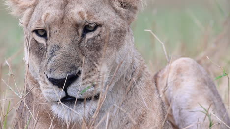 Lioness-,extreme-close-up