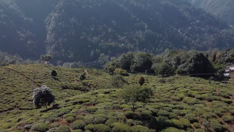 Drone-shot-of-Tea-garden-in-Darjeeling-and-mountain-range-in-background,-sunny-morning-in-hills,-slow-reveal-shot