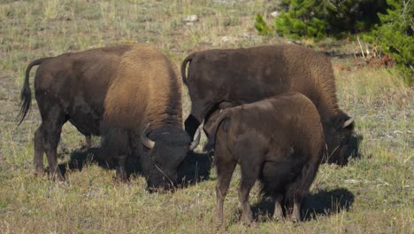 Familia-De-Búfalos-Americanos-Pastando-En-Pastos-Junto-A-La-Carretera-En-El-Parque-Nacional-De-Yellowstone-En-Un-Día-Soleado,-Coches-Pasando,-Cerrar