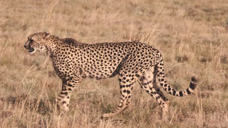 Gepard,-Der-Anmutig-In-Trockenem-Afrikanischem-Savannengrasland-Spazieren-Geht