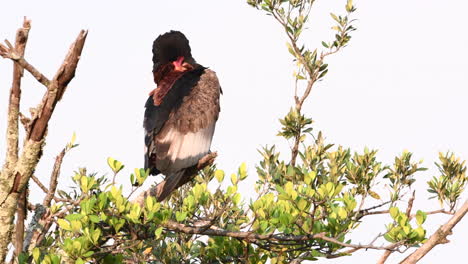 Bateleur-eagle-male,-preening-while-perched-on-a-branch
