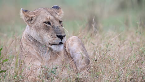 Lioness-lying-and-dozing-off,-looking-at-camera,-close-up
