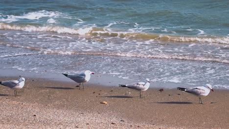 Flock-of-birds-at-the-beach