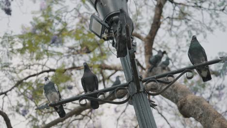 Pigeons-On-The-Street-Lamp-In-Antigua-Guatemala-Central-Park---low-angle-shot