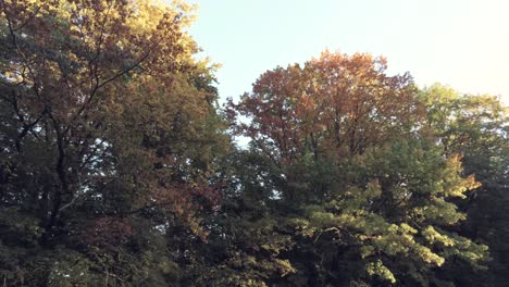 Schatten-Wird-An-Einem-Sonnigen-Herbsttag-über-Den-Bunten-Laubbaumwald-Geworfen