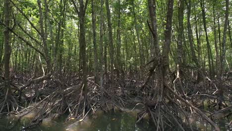 slow-tilt-up-shot-of-dense-Mangrove-forest
