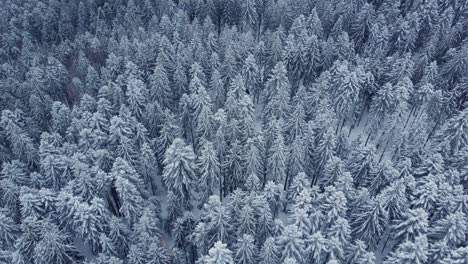 Aerial-top-down-winter-mountain-landscape-with-trees-covered-in-snow-dense-forest-in-Vosges-France-4K