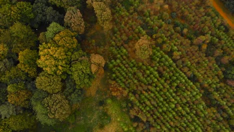 Top-down-aerial-colorful-autumn-forest-with-green-tree-line---drone-shot