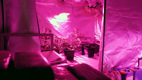 Hydroponisches-Marihuana-Zelt-Mit-Wachsenden-Pflanzen-Und-Eingewickelten-Cannabis--Und-Harzblöcken