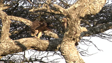 Tawny-eagle-eating-his-catch-while-sitting-on-a-branch