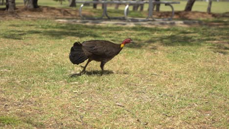 Wild-turkey-slowly-walking-off-camera-pecking-at-ground-in-nature-park