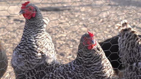Pollos-Enjaulados-En-La-Granja