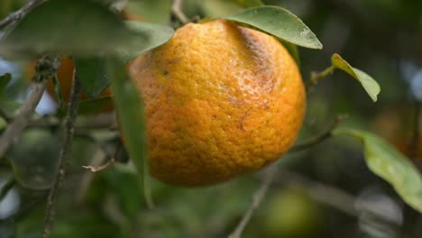 Schöne-Zerknitterte-Orange,-Bevor-Sie-Vom-Baum-Geschnitten-Wird