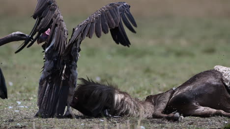 Lappet-faced-vulture--carcass