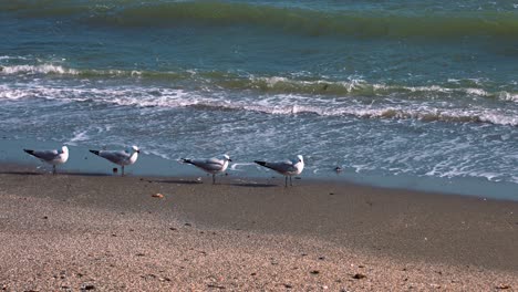 Pájaros-En-La-Playa-En-Cámara-Lenta