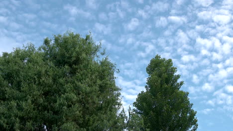 Altokumuluswolken-über-Den-Hohen-Grünen-Bäumen,-Die-Sich-In-Der-Sanften-Brise-Wiegen