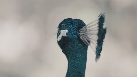 Macro-close-up-of-pretty-blue-and-green-colored-head-of-Peacock-turning-head-in-wilderness