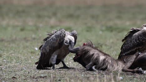 White-backed-vulture--carcass