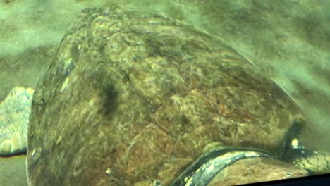 Riesige-Meeresschildkröten-Schwimmen-Im-Naturaquarium-Unter-Wasser