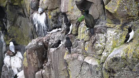 Group-of-Guillemots-and-one-Common-Shag-resting-on-the-cliffs-getting-ready-for-the-nesting-season