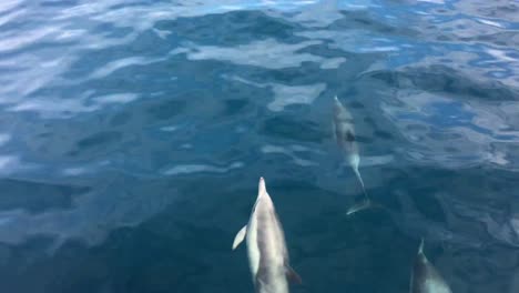 Luftaufnahme-Eines-Erwachsenen-Delfins-Aus-Nächster-Nähe-Im-Ozean