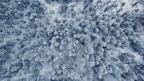 Aerial-winter-mountain-top-down-landscape-with-trees-and-paths-covered-in-snow-dense-forest-in-Vosges-France-4K