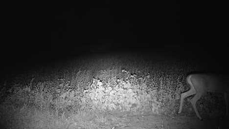 Small-whitetail-deer-buck-grazing-along-a-game-trail-in-the-woods-in-late-fall-after-dark-in-central-Illinois