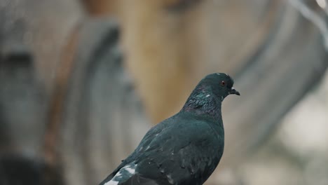 Selective-Focus-Shot-Of-Domestic-Pigeons-Beside-A-Cascade-In-Antigua,-Guatemala