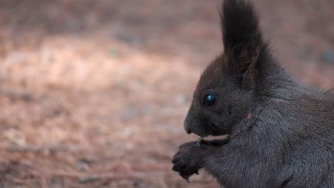 Face-close-up-Eurasian-Gray-Squirrel-eating-nut