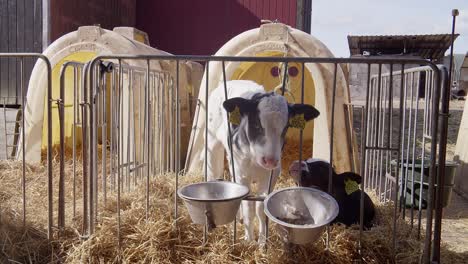 Black-calf-on-dairy-farm