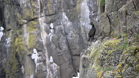 European-Shag-standing-on-the-side-of-the-cliff-surrounded-by-other-nesting-sea-birds