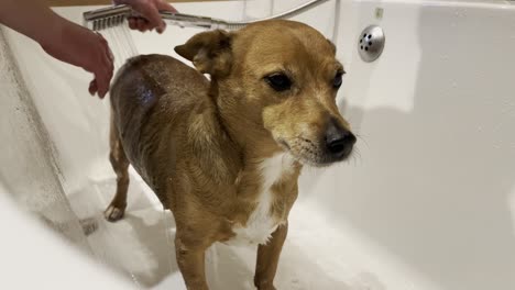 cute-brown-jack-Russel-dog-being-washed-by-a-young-Teenage-girl,-dog-having-a-bath-after-going-on-a-long-and-muddy-walk-through-the-countryside
