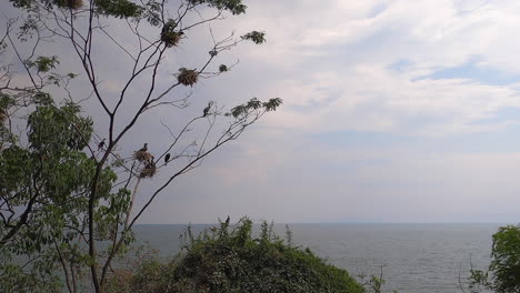 Baum-Voller-Kormoranvögel-überblickt-Den-Kivu-See-In-Der-Demokratischen-Republik-Kongo,-Afrika
