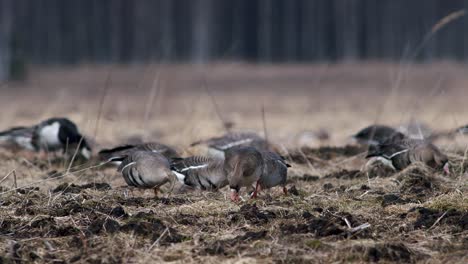 Large-flock-of-white-fronted-and-other-geese-during-spring-migration-resting-and-feeding-on-meadow-take-off
