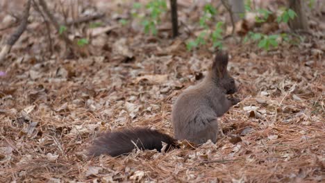 Das-Eichhörnchen-Des-Grauen-Aberts-Fand-Nuss-In-Abgefallenen-Blättern-Und-Aß---Seitenansicht