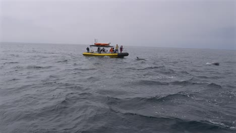 Gruppe-Von-Menschen-Auf-Einem-Schlauchboot,-Die-Eine-Schule-Delfine-Beobachten