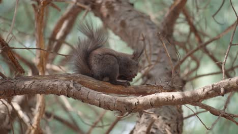 Eurasian-Grey-squirrel-eats-the-nut-in-the-natural-environment-on-a-pine-tree-branch,-beautiful-bokeh,-close-up,-Sciurus-vulgaris