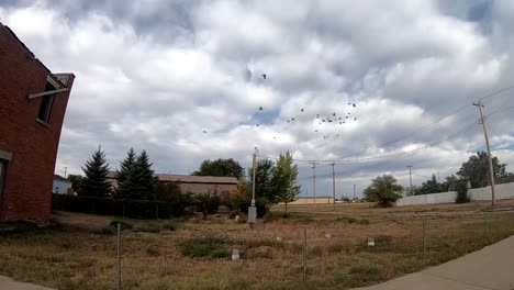 SLOW-MOTION---Pigeon's-flying-around-a-old-abandoned-brick-building-in-a-small-town-near-Alberta-Canada