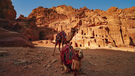 Cinemagraph-seamless-video-loop-of-two-camels-in-Petra-Jordan,-next-to-historic-tombs-at-UNESCO-heritage-site-Treasury-carved-into-sandstone-and-limestone