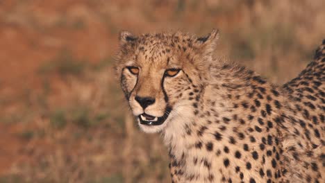 Closeup-of-cheetah-standing-in-african-savannah-and-looking-around