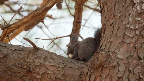 Eurasian-Gray-Squirrel-on-pine-tree-trunk-eating-rice-cake-or-tteok-in-Yangjae-forest-in-Seoul