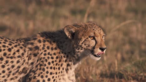 Close-up-of-cheetah-standing-in-african-savannah,-licking-his-lips