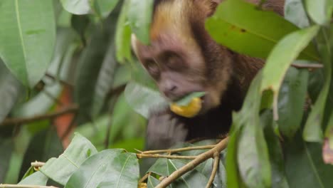A-capuchin-monkey-picks-fruit-from-a-tree-branch-and-bites-into-it-and-discards-it,-close-up-follow-shot