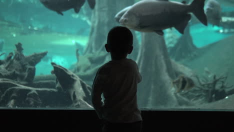 Silhouette-Eines-Kleinen-Jungen-Im-Aquarium,-Der-Sich-Von-Den-Großen-Fischen-Verabschiedet