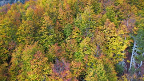 Schöner-Wald-Mit-Hohen-Bäumen-Und-Bunter-Blattstruktur-Im-Herbst